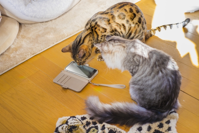 散歩中に出会った猫もInstagramのすてきな題材に